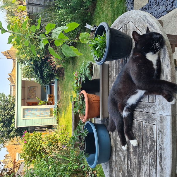 cat on table